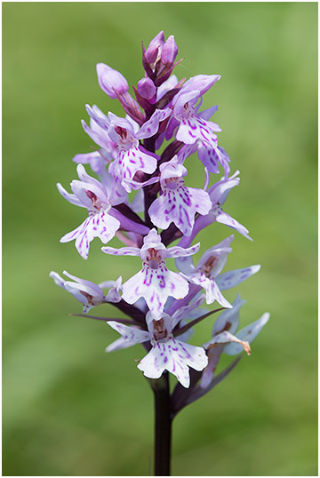 Dactylorhiza fuchsii 2