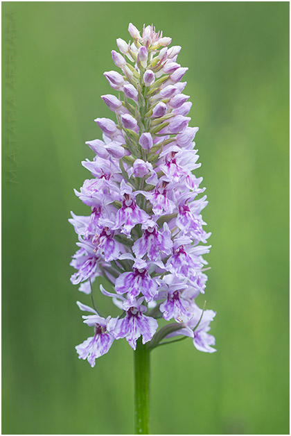 Dactylorhiza fuchsii 5