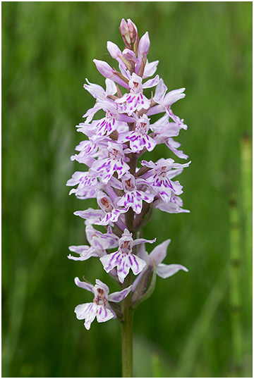 Dactylorhiza fuchsii 6