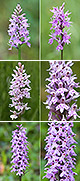 Dactylorhiza fuchsii Artxibo