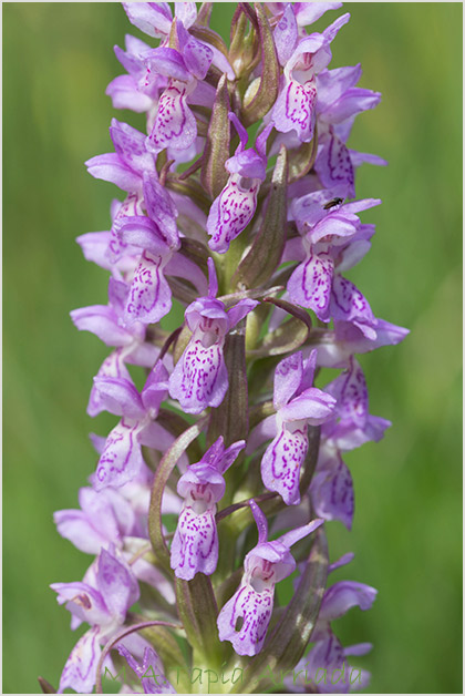 Dactylorhiza incarnata 1
