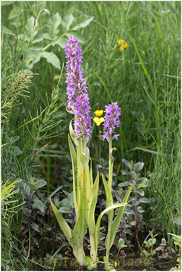 Dactylorhiza incarnata 2