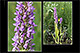 Dactylorhiza incarnata 1