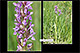 Dactylorhiza incarnata 2
