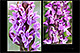 Dactylorhiza incarnata 3