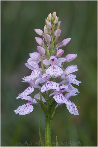 Dactylorhiza maculata 1