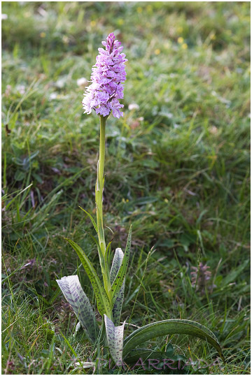 Dactylorhiza maculata 2