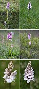 Dactylorhiza maculata Artxibo