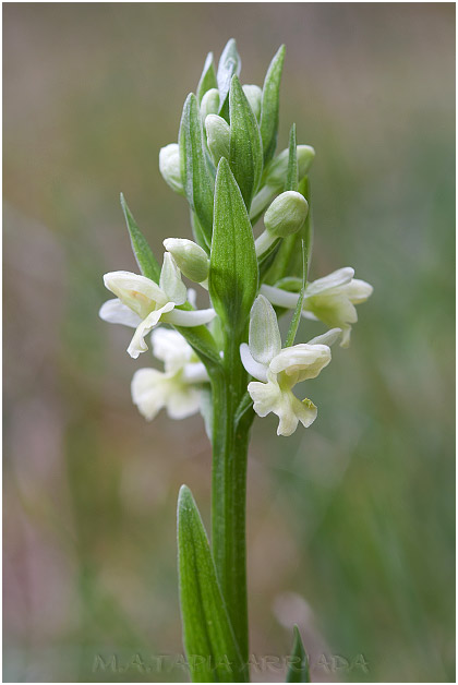 Dactylorhiza markusii 1