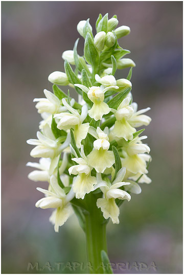 Dactylorhiza markusii 2