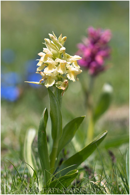 Dactylorhiza sambucina 1