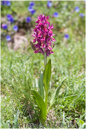 Dactylorhiza sambucina 2