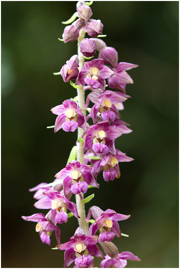 Epipactis atrorubens photo 2