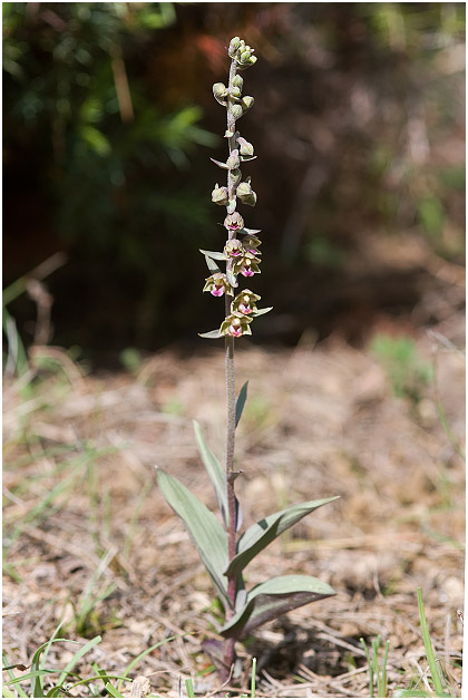 Epipactis kleinii photo 1