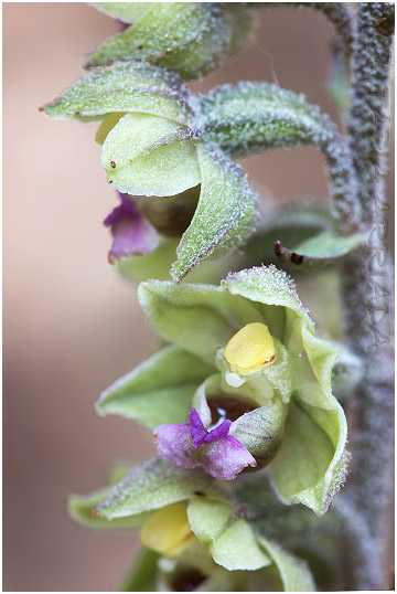 Epipactis kleinii photo 2