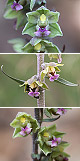 Epipactis kleinii pic