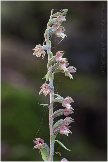 Epipactis microphylla photo 1