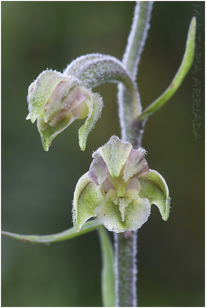 Epipactis microphylla photo 3