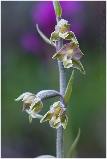 Epipactis microphylla photo 4