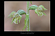 Epipactis microphylla 3