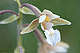 Epipactis palustris 2