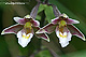 Epipactis palustris 3