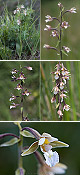 Epipactis palustris 3