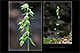 Epipactis phyllanthes 1