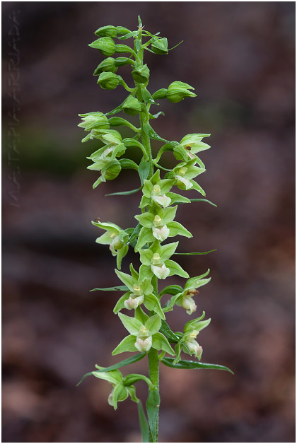 Epipactis viridiflora photo 1