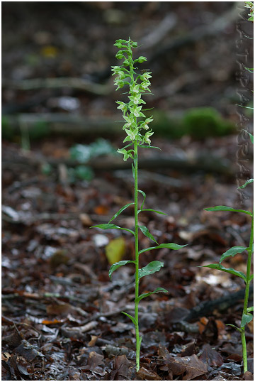 Epipactis viridiflora photo 2