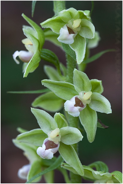 Epipactis viridiflora photo 3