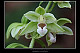 Epipactis viridiflora 3