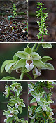 Epipactis viridiflora 2