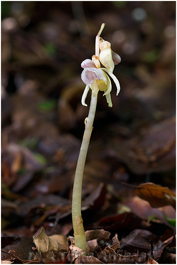Epipogium aphyllum photo 4
