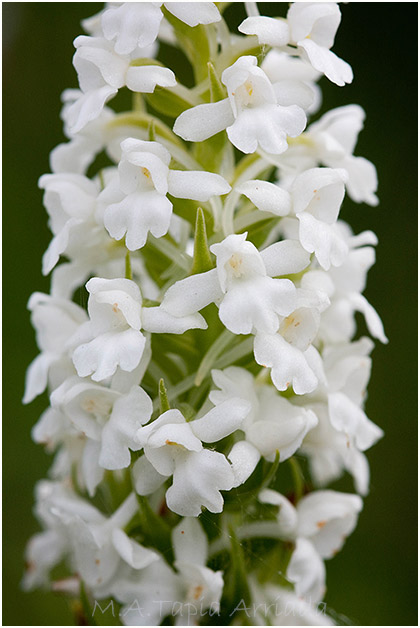 Gymnadenia conopsea 5