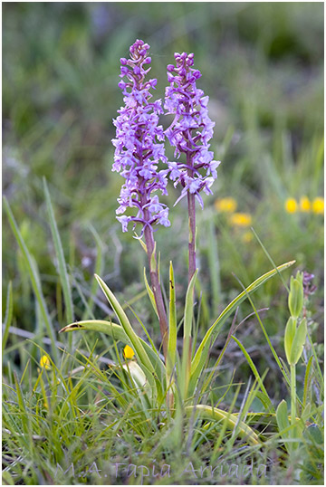 Gymnadenia conopsea 6