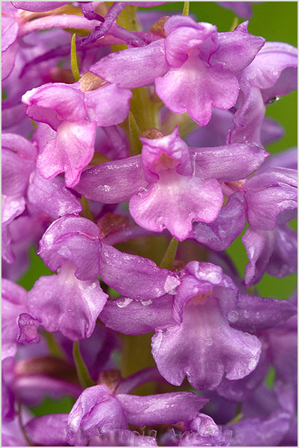 Gymnadenia densiflora 3