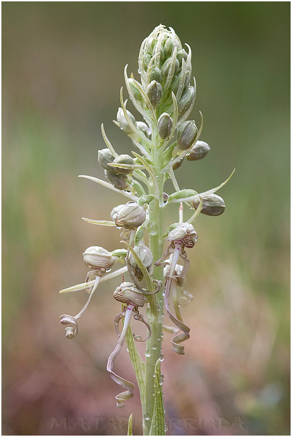 Himantoglossum hircinum 1
