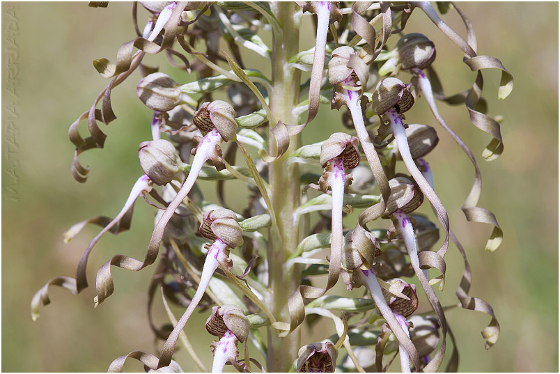Himantoglossum hircinum 5