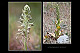 Himantoglossum hircinum 1