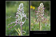 Himantoglossum hircinum 2