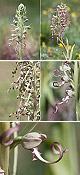 Himantoglossum hircinum Artxibo