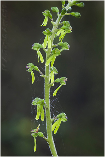 Listera ovata 1