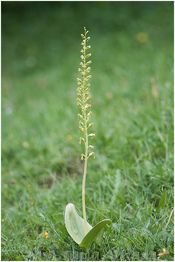 Listera ovata 2