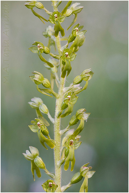 Listera ovata 3