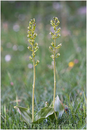 Listera ovata 4