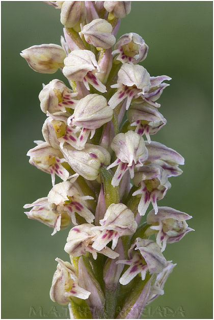 Neotinea maculata picture 1