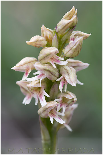 Neotinea maculata picture 2