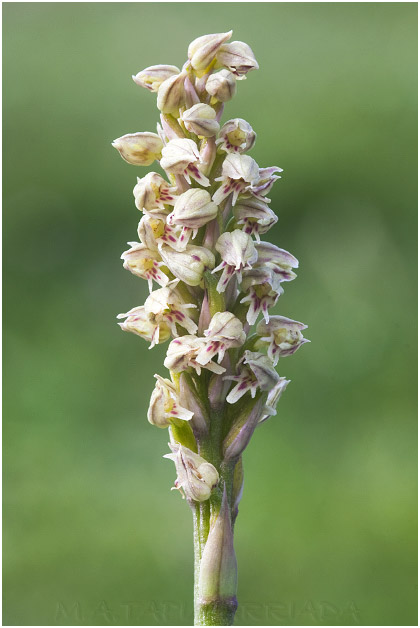 Neotinea maculata picture 3
