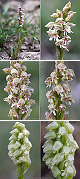 Neotinea maculata Artxibo